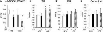 Physical inactivity induces insulin resistance in plantaris muscle through protein tyrosine phosphatase 1B activation in mice